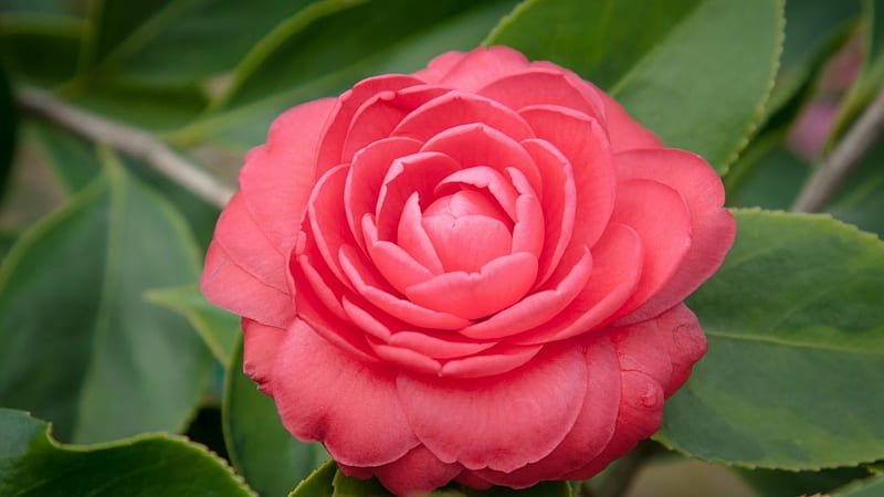 Pink Camellia, leaves, bloom, green, flowers, nature, pink, camellia