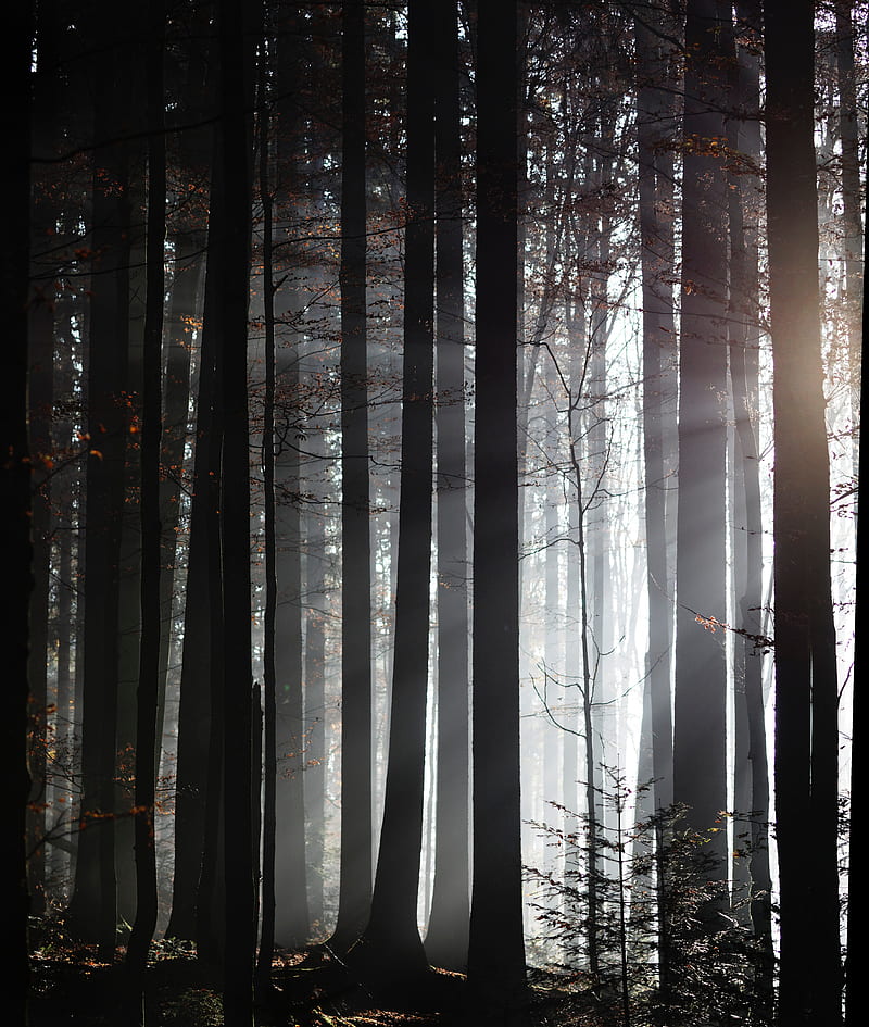 forest, trees, twilight, sunlight, fog, HD phone wallpaper