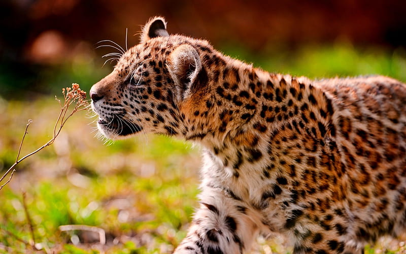 SPRING SNIFF, leopard, smells, wild, plant, cat, HD wallpaper