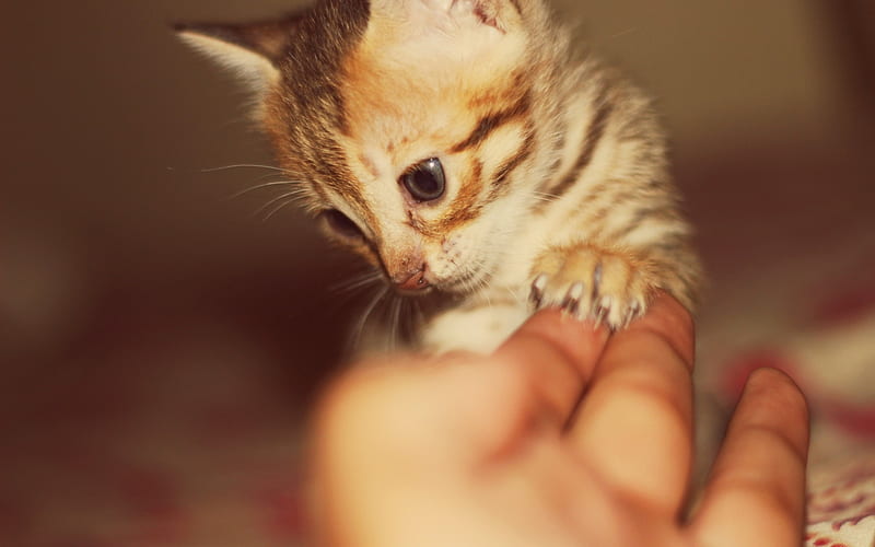 small kitten, ginger cat, kitten in hand, cute animals, pets, HD wallpaper