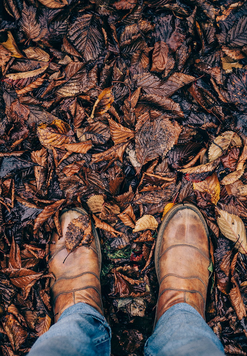 person stepping on dried leaves, HD phone wallpaper