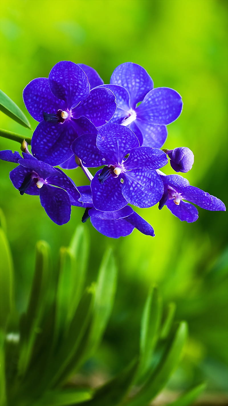 Hermosos, colores, asombroso, naturaleza, orquídeas azules, paisaje, Fondo  de pantalla de teléfono HD | Peakpx