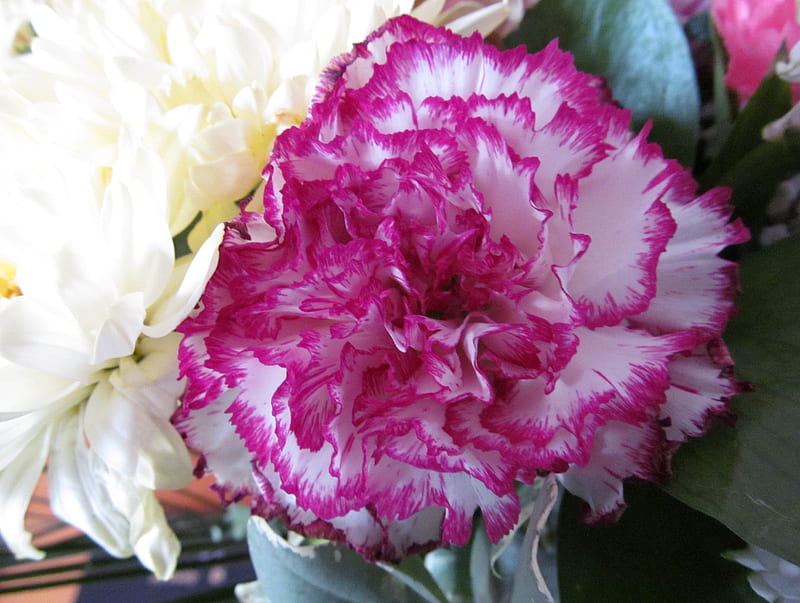 Carnation Beauty, Blooms, Carnations, Petals, Flora, HD wallpaper | Peakpx