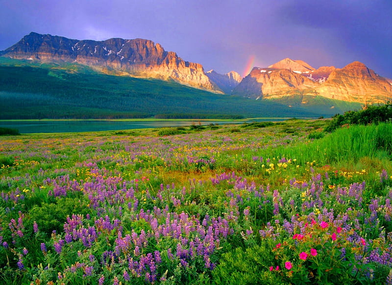 Many Glacier Wildflowers, forest, Montana, bonito, rainbow, Glacier National Park, valley, mountains, wildflowers, prairie, flowers, HD wallpaper