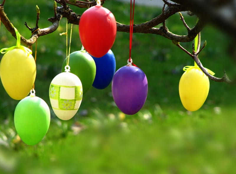Easter, cu oua, pastele, in pom, colorate, HD wallpaper