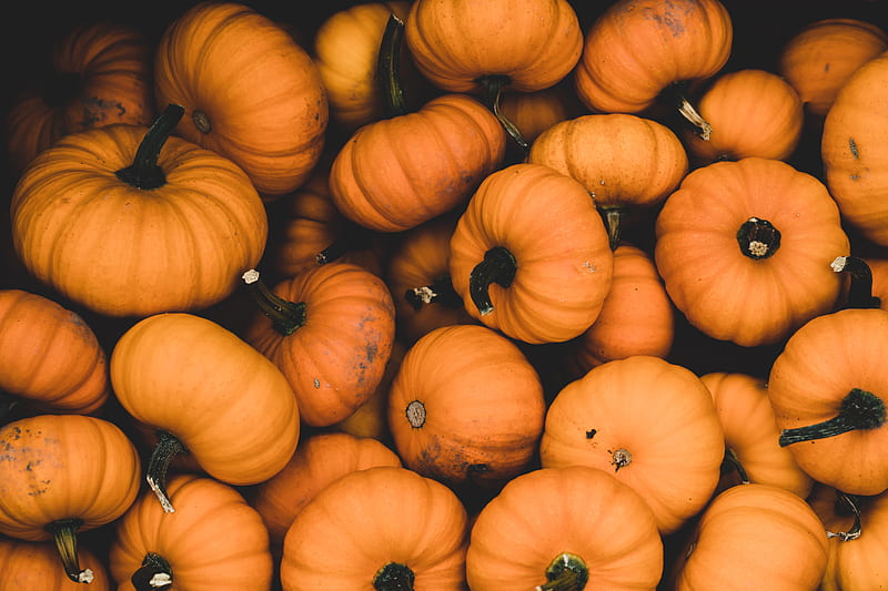 pumpkin, ripe, orange, harvest, autumn, HD wallpaper