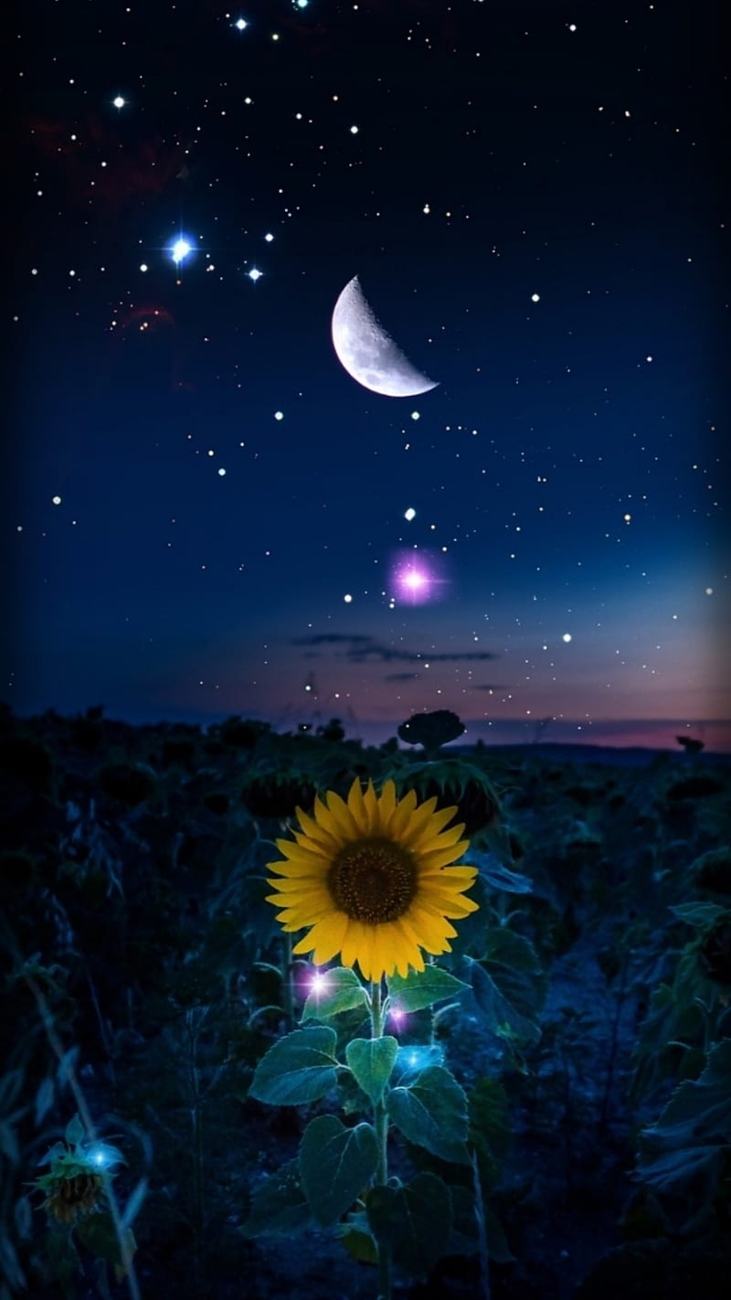 Starry Night, nice, space, flower, blue, background, moon, stars, bonito, HD phone wallpaper