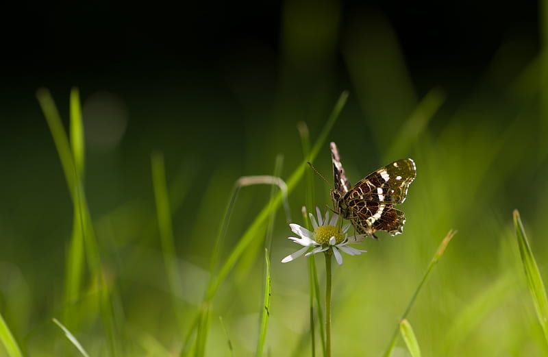 Animal, Butterfly, Insect, Macro, HD wallpaper