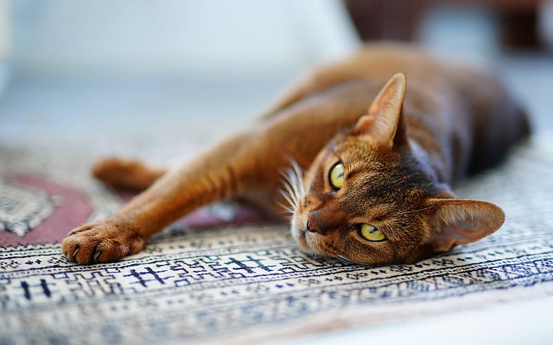 Abyssinian cat, domestic short-haired cat, beautiful brown cat, Egyptian cat, big green eyes, Egyptian carpet, cats, HD wallpaper