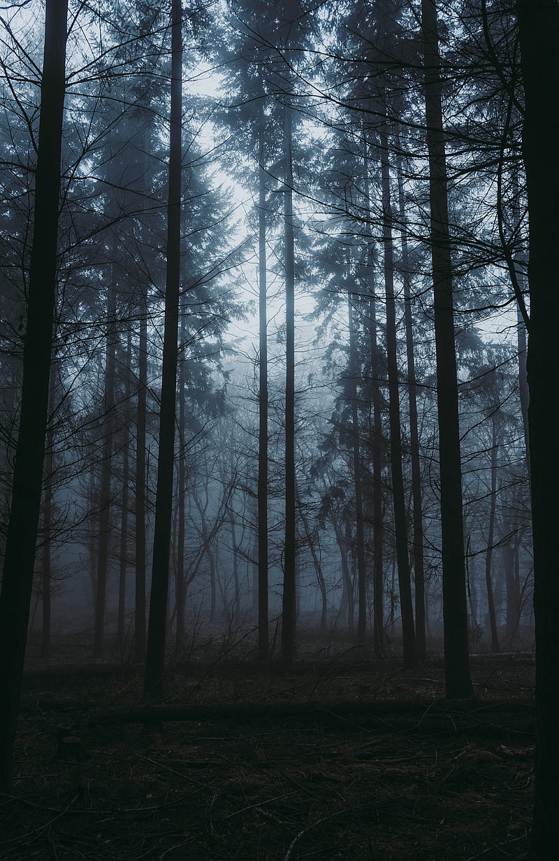 forest, fog, dusk, trees, nature, HD phone wallpaper