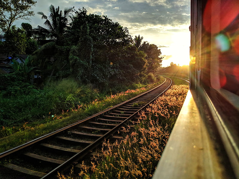 Train Sunset, flowers, golden, natural, railroad, railway, sun, sunset ...
