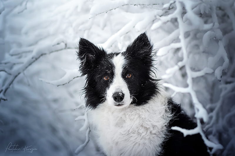 Border Collie, black, ekaterina kikot, white, dog, animal, winter, iarna, cute, snow, HD wallpaper