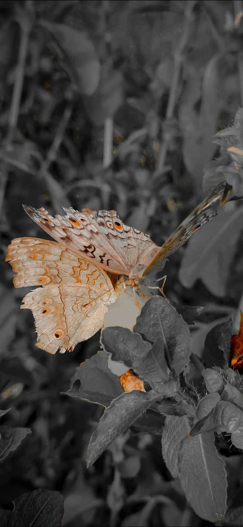 Butterfly, autumn, insects, leaf, maple, HD phone wallpaper | Peakpx