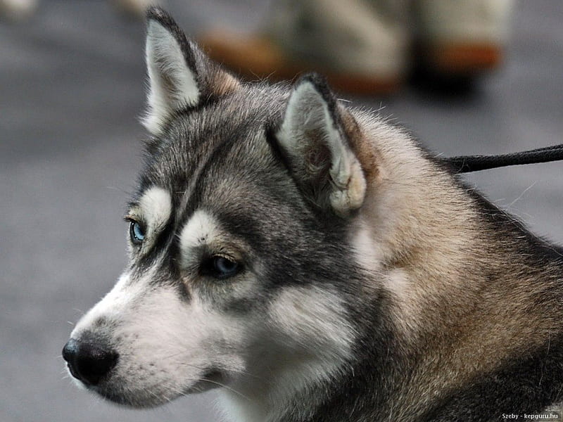 are huskies arctic animals