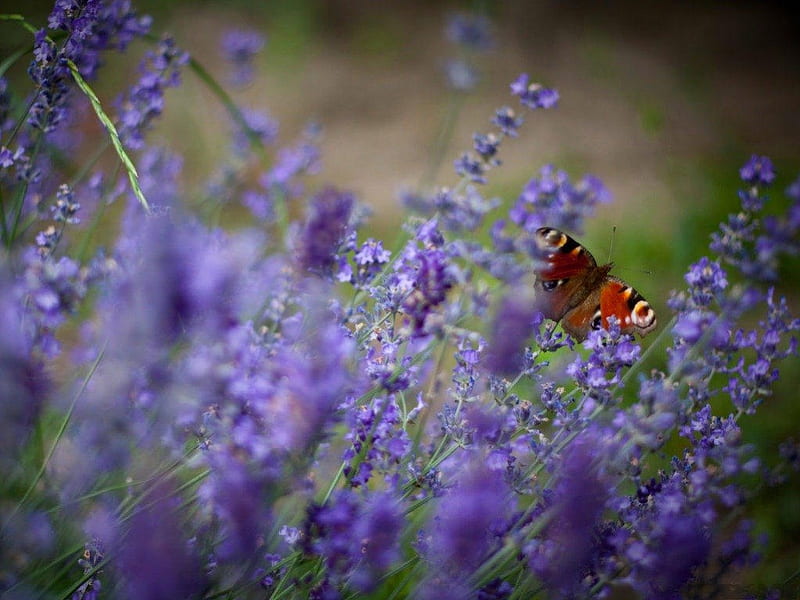 LOVING THE LAVENDER, butterflies, lavender, fragrance, purple, plants, herbs, flowers, gardens, insects, HD wallpaper