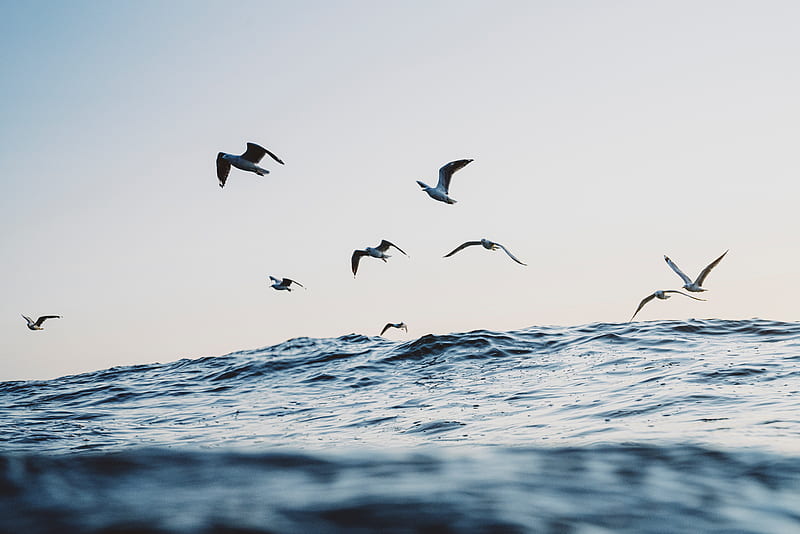 seagulls, ocean, waves, minimalism, HD wallpaper