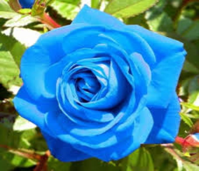 Light Blue Floribunda Rose, Rose, Floribunda, Blue, Light, HD wallpaper