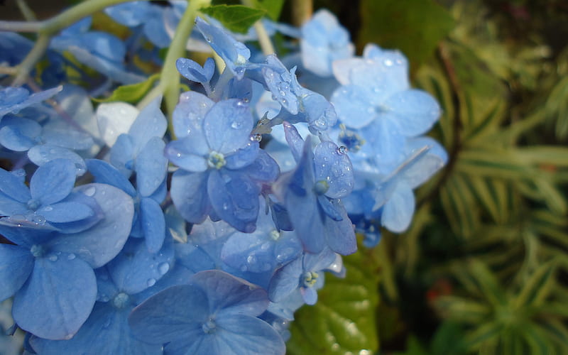 blue hydrangea flowers-Flowers, HD wallpaper