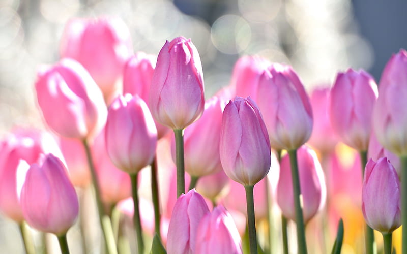 tulips, pink tulips, wildflowers, pink flowers, HD wallpaper