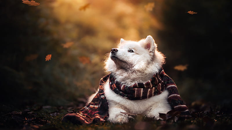 White Samoyed Dog With Muffler Is Looking Up Dog, HD wallpaper
