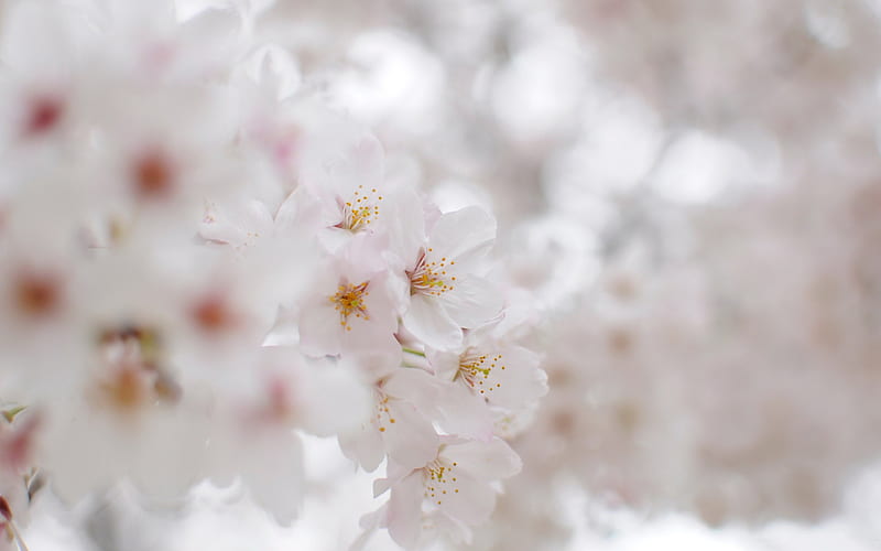 Beautiful Japanese cherry blossom season 23, HD wallpaper
