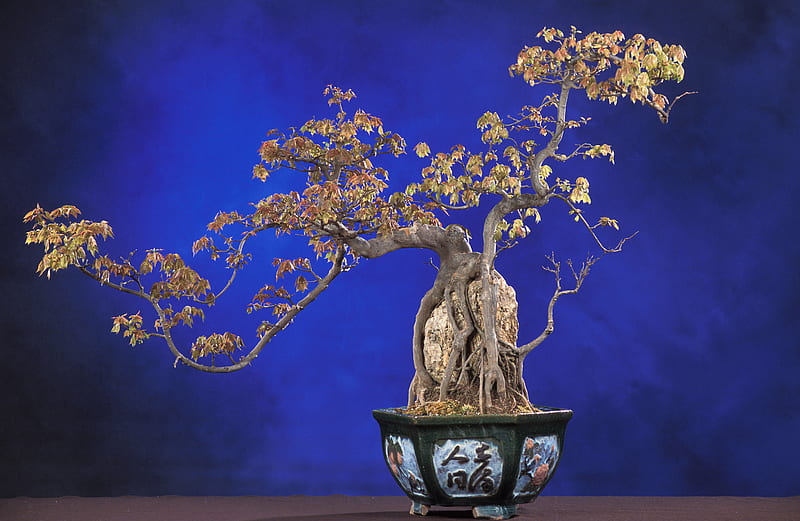 Bonsai, flower, beauty, forest, HD wallpaper