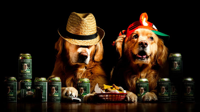 Funny treat, paw, caine, black, golden retriever, animal, hat, funny, beer, couple, dog, HD wallpaper