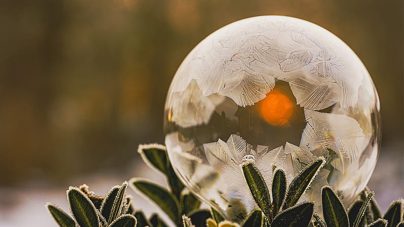 Frozen Soap Bubble, ice, leaves, branches, reflections, HD wallpaper