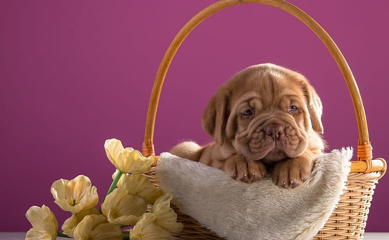 Puppy, yellow, mastiff, sweet, cute, dogue de bordeaux, basket, flower, pink, dog, HD wallpaper