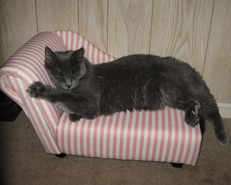 Sir Solstice the Magnificent 4, blue russian, gray, soft, adorable, cat, sweet, cute, love, kitten, pink, HD wallpaper
