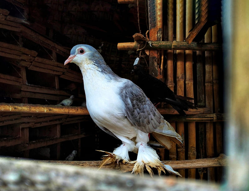 Beautiful Pigeons, aves, bangladeshi, dove, eagles, falcon, hawk, india,  rakibulhasan, HD wallpaper | Peakpx