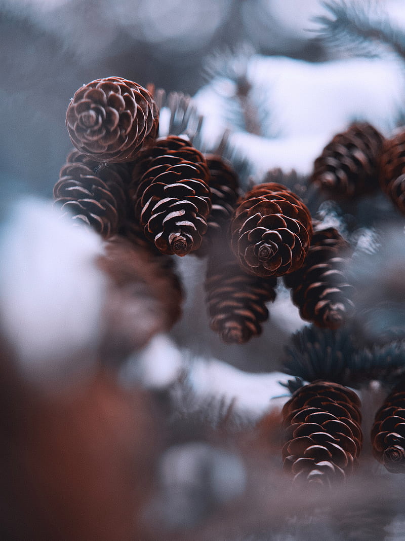 cones, snow, spruce, winter, HD phone wallpaper