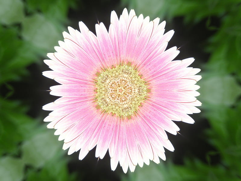 gerber, flower, nature, pink, daisy, HD wallpaper