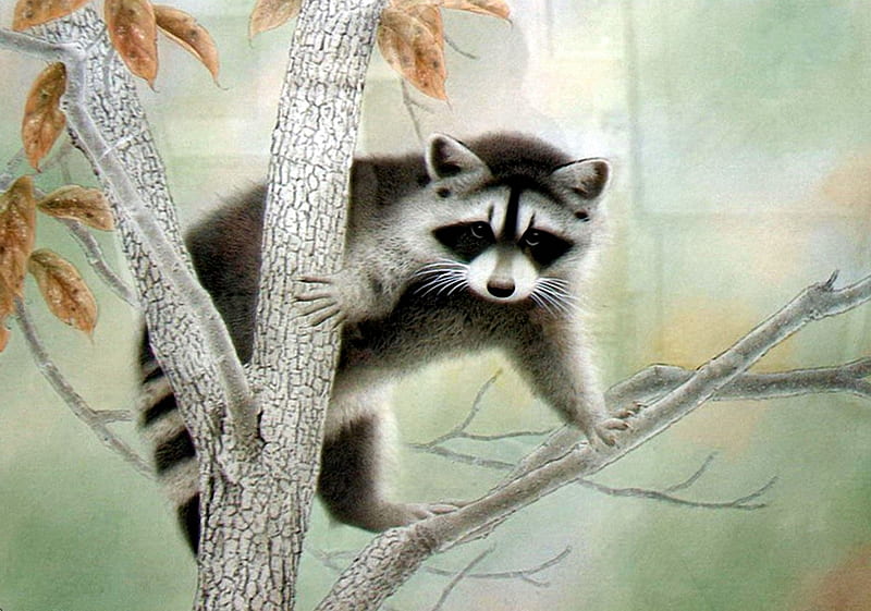 Little Racoon, painting, tree, racoon, animal, HD wallpaper