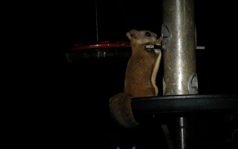 Flying Squirrel, cute, feeder, nature, night, HD wallpaper