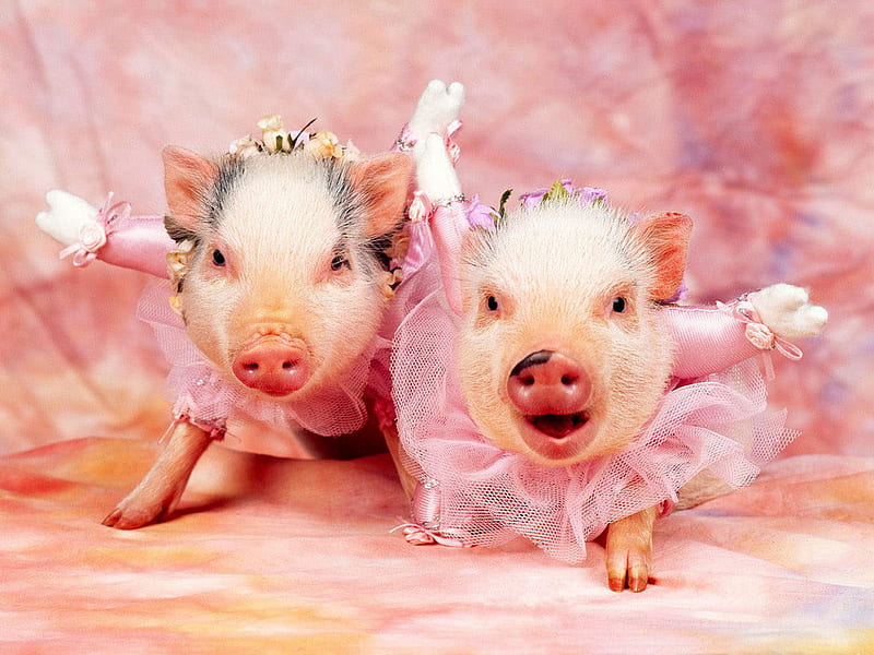Piggy Ballet, pigs, ballet, funny, pink, christmas time, HD wallpaper