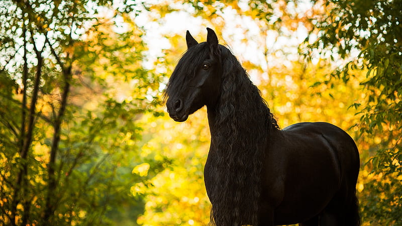 Black Horse With Long Hair Horse, HD wallpaper | Peakpx