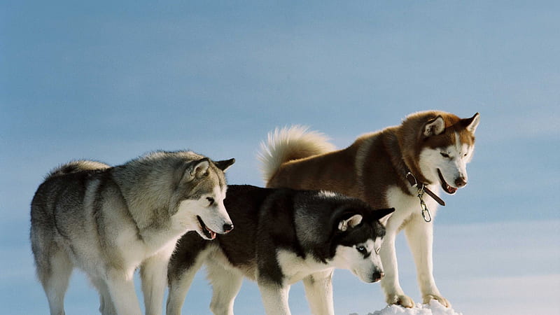 Siberian Huskies, siberian husky, huskies, alaska, bonito, winter, cold, russia, snow, russian, siberia, dogs, working, HD wallpaper