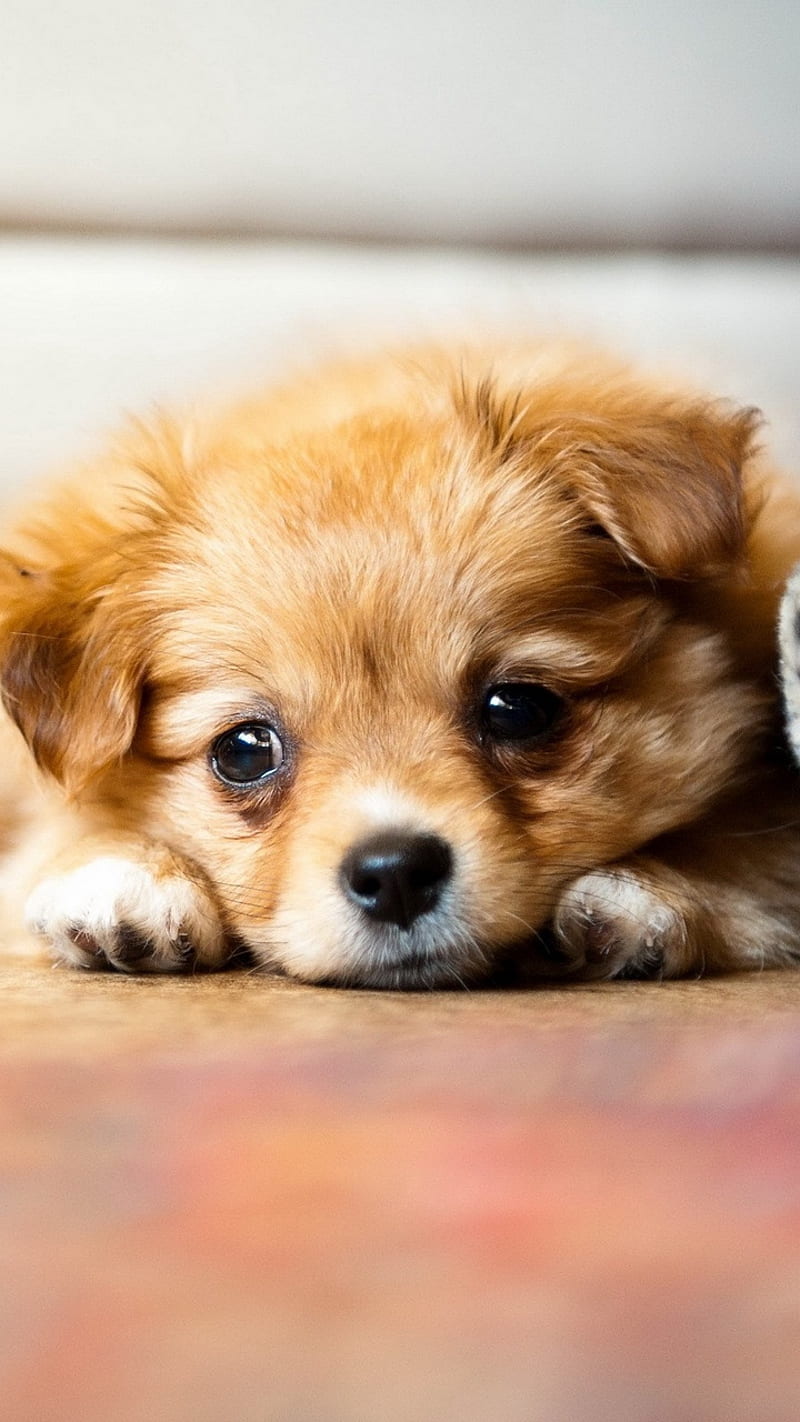 Sad Puppy, dog, sadness, animal, HD phone wallpaper | Peakpx