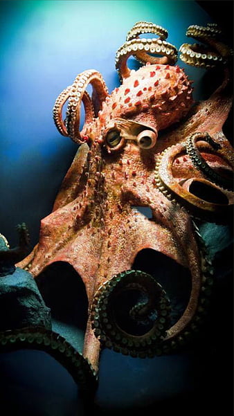 octopus art hd