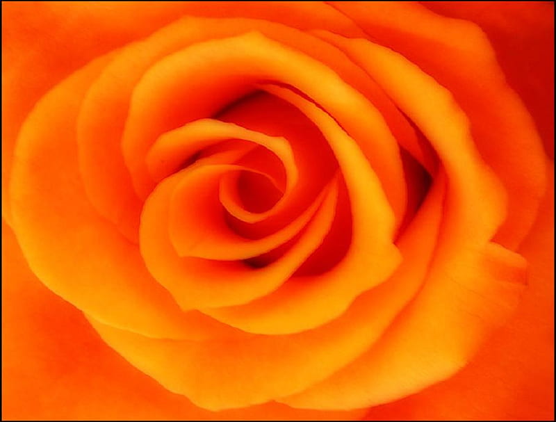 orange rose, pretty, lovely, orange, rose, soft, bud, delicate, nice, plants, flowers, nature, petals, HD wallpaper