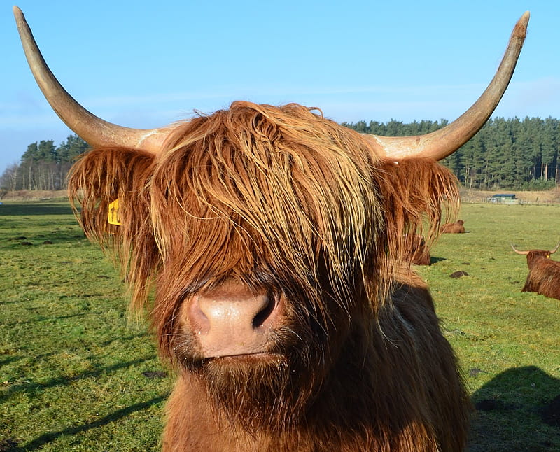 I See You !, cow, funny, highland, meadow, horns, HD wallpaper