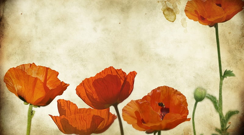 Flowers, red, backround, poppies, HD wallpaper