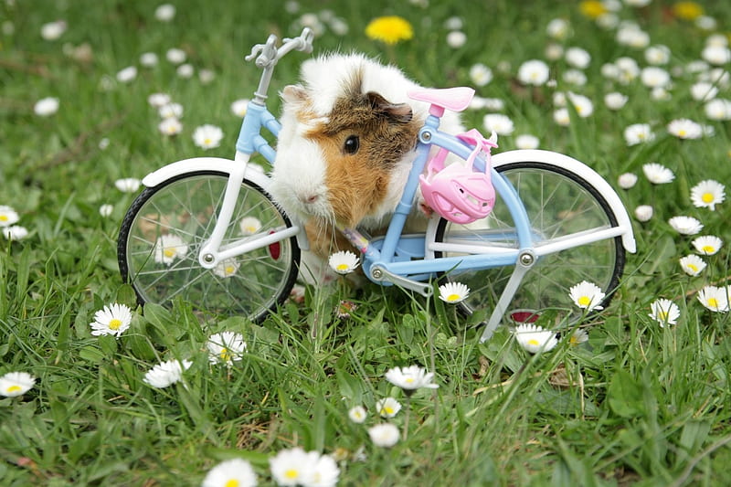 Time for a bike ride :), pig, guinea, ride, aminal, bike, HD wallpaper