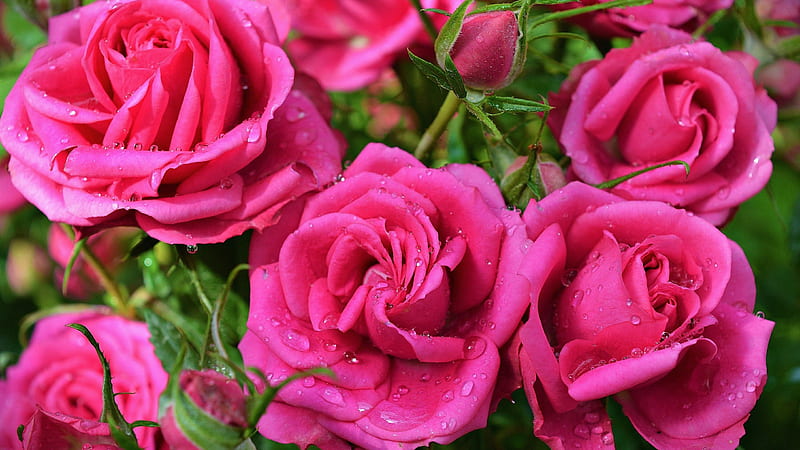 Beautiful Pink Rose Flowers With Water Drops Buds Petals Flowers, HD ...