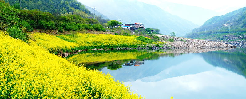 Landscape Flower, stream, flower, yellow, river, field, lake, HD wallpaper