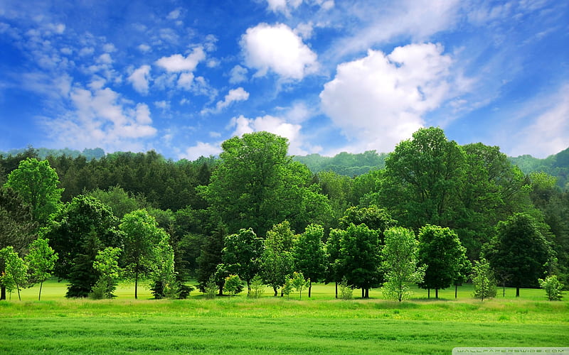 Bosque, césped, árboles, cielo, verde, verano, día, naturaleza, campo,  prado, Fondo de pantalla HD | Peakpx