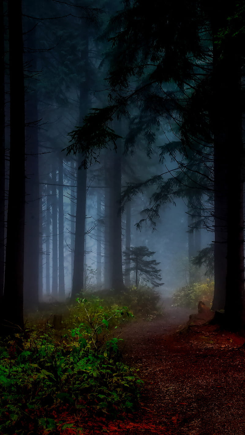 Scary forest, fog, forest, leaves, nature, scary, tree, trees, wood, HD phone wallpaper
