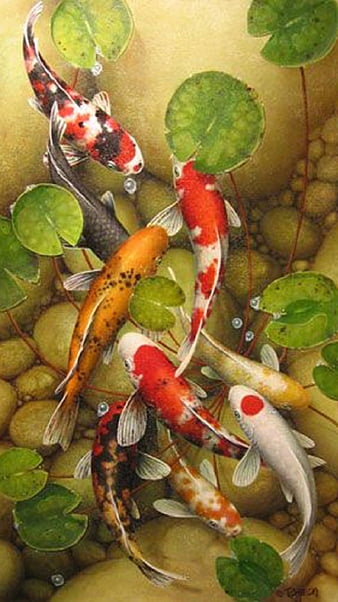 koi fish pond wallpaper hd