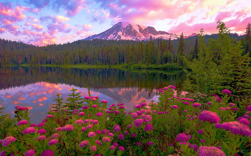 Mt Rainier National Park, Washington, lake, usa, colors, flowers, sunset,  trees, HD wallpaper | Peakpx